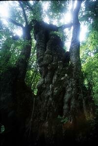 ElderTree10.jpg