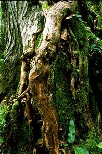 sundalandtree.jpg